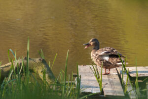 retrospektive 2011 april  ente