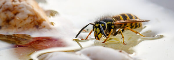 insektentränke sommer insekten wasser 