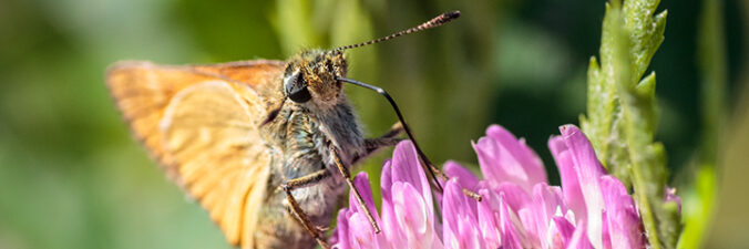 retrospektive 2011 juni Insects Insekten Falter