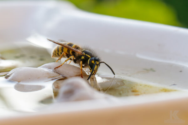 Wespe an Insektentränke Insekten