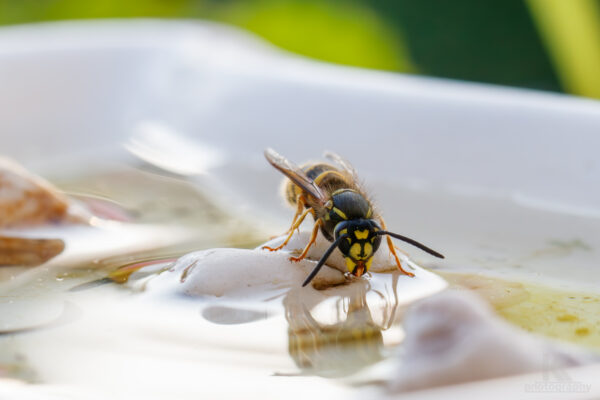 Wespe an Insektentränke Insekten