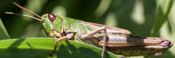 August 2011 Teil 2 - Heupferd Beitragsbild