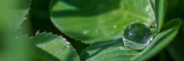 Wassertropfen auf Kleeblatt - Waterdrop on Shamrock 2011