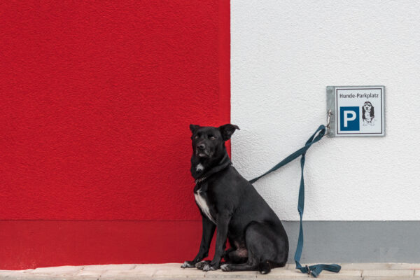 August 2011 Teil 2 - Hundeparkplatz mit Hund