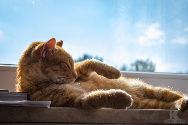 August 2011 Teil 2 - Filou am Fenster