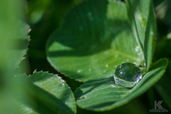 Wassertropfen auf Kleeblatt - Waterdrop on Shamrock 2011