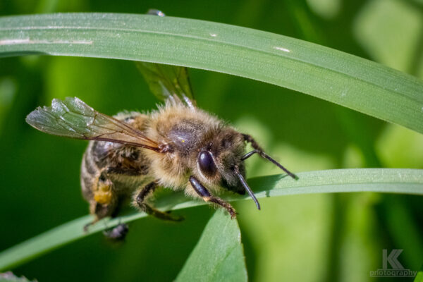 Honigbiene - Honeybee