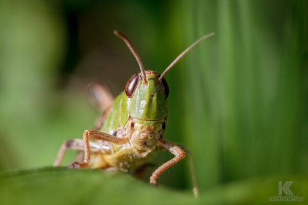 Heupferd - Grasshopper