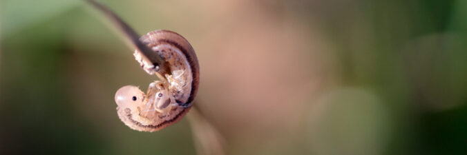 September 2011 - Post Header Blattwespe