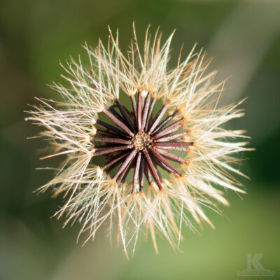 September 2011 Teil 1 Distel Makro