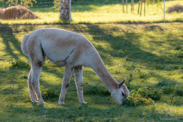 September 2011 Teil 1 Alpaka