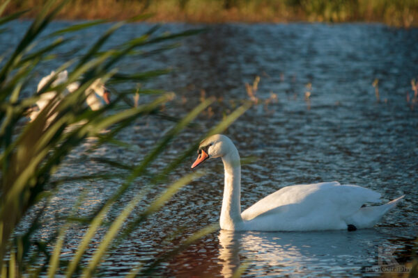 September 2011 Teil 2 - Schwan im Abendrot auf See