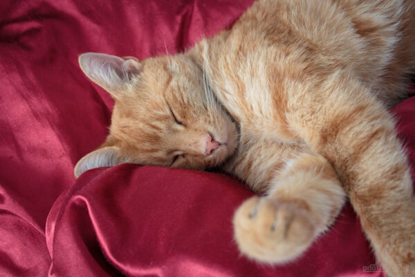 September 2011 Teil 2 - Kater Filou schläft auf dem Bett