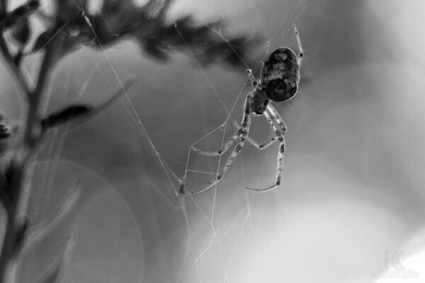 September 2011 Teil 2 - Herbstspinne Makro schwarzweiß