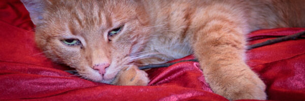 Rückblick 2012 Beitragsbild