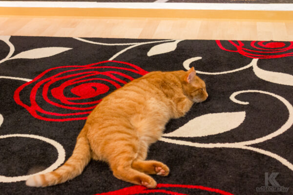 Rückblick 2011 - Kater Filou schlafend auf dem Teppich