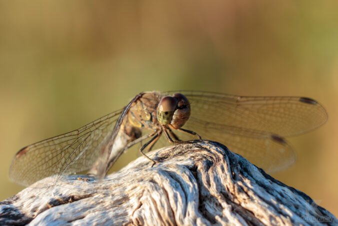 Rückblick 2011 - Oktober & November Post