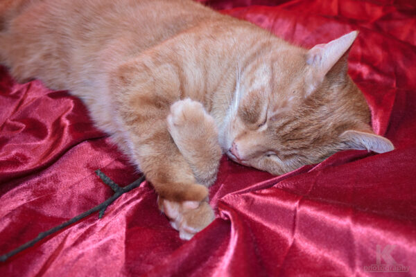 Rückblick 2012 Kater Filou