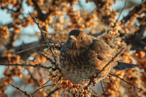 Rückblick 2012 Amsel