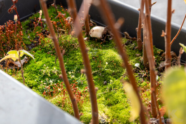 moos pflanzen closeup