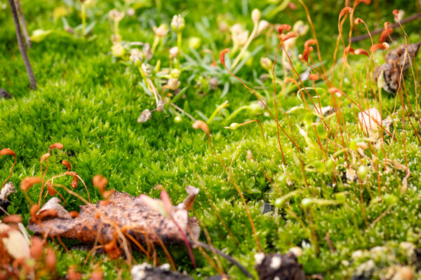 moos pflanzen closeup
