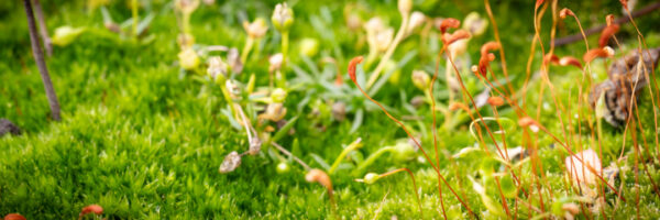 Leben im Kübel Beitragsbild