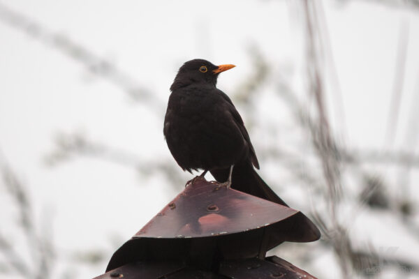 Rückblick 2012 Amsel