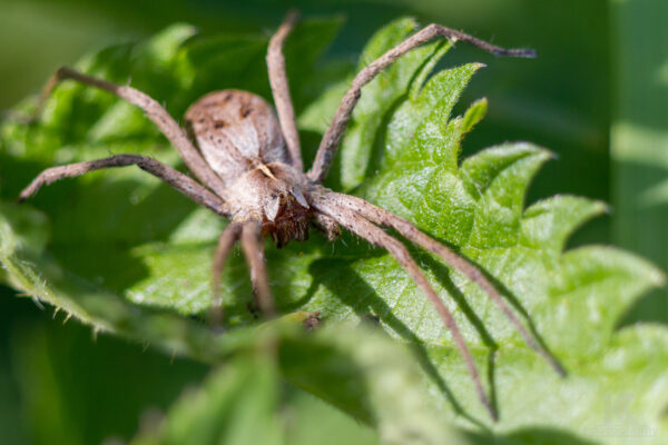 Rückblick 2012 Listspinne Weibchen