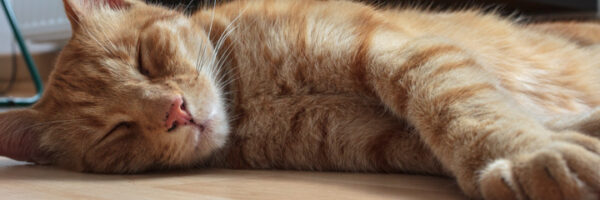 Rückblick 2012 Beitragsbild