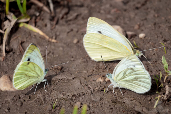 Rückblick 2012 Zitronenfalter