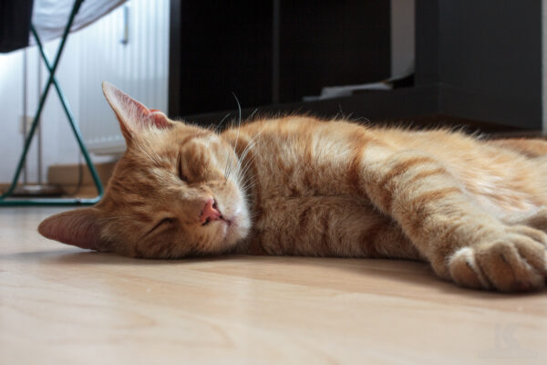 Rückblick 2012 filou