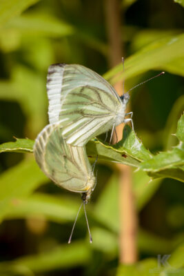 Rapsweißlinge Rückblick 2012